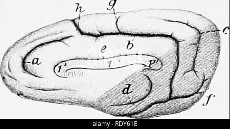 . Die Anatomie der Haustiere. Veterinär Anatomie. 850 DAS NERVENSYSTEM DES HUNDES 9. Das kreuzband Riss, ist die tiefste und charakteristischsten. Es schneidet tief in die Ein-terior Drittel der dorso-medialen Grenze und läuft ahnost gerade nach außen. Es ist kontinuierlich auf der medialen Oberfläche der Halbkugel mit der caUoso - marginale oder splenial Riss. 10. Den sulcus tentorial rhinalis ist auf der Oberfläche der Halbkugel des occipito-temporale Spalte fortgesetzt. Es vorher als olfaktorische Riss, der durch den Bulbus olfactorius und Fläche verdeckt wird verlängert. 11. Die calloso-ma Stockfoto