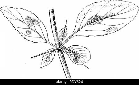. Botanik der lebenden Pflanze. Botanik. EU-MYCETES.- (&amp;) Basidiomyceten 443 Farbe von Rosten von Eisen. Sie sind in sueh Menge gefunden, die öffentliche Aufmerksamkeit auf attraet, und dies hat tlie Namen bereitgestellt. Das bekannteste Beispiel, wie es auch in wirtschaftlicher Hinsicht der wichtigste, ist der Rost von Weizen, Puccinia graminis. Im Juni und Juli die grünen Blätter der Weizen oft gesehen werden ihre Farbe zu verlieren (^^"" g - 375) - gelbe Flecken zwischen den Adern erscheinen, und gemeinsam in Imcs, folgen Sie den weicheren Mesophyll. Die Epidermis platzt, und unzählige orange Sporen werden frei gesetzt, die sind leicht Stockfoto