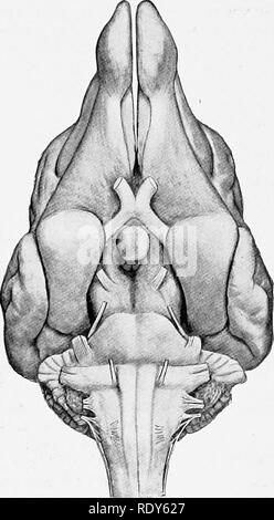 . Die Anatomie der Haustiere. Veterinär Anatomie. 848 DAS NERVENSYSTEM DES HUNDES. Abb. 677.-Basis von Gehirn op Hund. ^1^ Sehnerv Optic chiasma Optic Trakt Hypophyse zerebrale Blütenstiel Pons Gesichtsnerv Hörnerv Flocculus Chorioid Plexus des vierten Ventrikel. Bitte beachten Sie, dass diese Bilder sind von der gescannten Seite Bilder, die digital für die Lesbarkeit verbessert haben mögen - Färbung und Aussehen dieser Abbildungen können nicht perfekt dem Original ähneln. extrahiert. Sisson, Septimus, 1865-1924. Philadelphia; London: W. B. Saunders Company Stockfoto