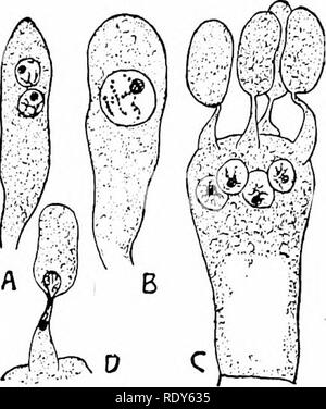 . Botanik der lebenden Pflanze. Botanik. Kapitel XXIX. EU-MYCETES.- (*) Basidiomyceten. Die basidiomyceten bilden den zweiten Sub-Klasse der Septiert Eu-mycetes. Dazu gehören die meisten der großen Pilze, wie zum Beispiel Pilze, Kröte - Hocker, Shelf-Fungi und Puff-Bails. Diese sind fast alle saprophyten. Aber die Basidio - mycetes gehören auch die Rostet und Smuts, die parasitären Formen Krankheit verursachen. Einige von diesen sind die Schädlichsten Schädlinge an Getreide, wie der Rost von Weizen, oder der Ruß von Hafer. Einige Basidiomyceten beteiligen sich auch an die Bildung bestimmter Arten von Flechten. Sie sind damit v Stockfoto