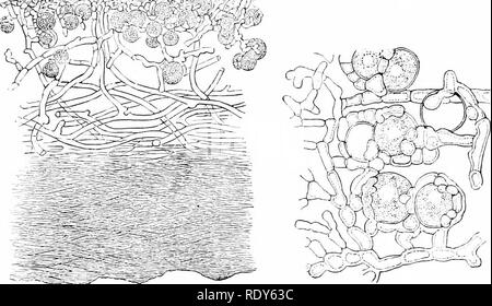 . Botanik der lebenden Pflanze. Botanik. EU-MYCETES.- (a) ASCOMYCETEN 439 anfällig für Verunreinigungen in der Luft und werden von den städtischen Bereichen (Bild nicht vorhanden. 372). Ihre Struktur zeigt zwei verschiedene Bestandteile. Bestimmte Zellen haben Algen Zeichen, und oft ähneln Algen im freien Staat bekannt; sie enthalten Chlorophyll oder einige Verwandte Farbstoffe, und Foto - synthetische. Sie sind verschieden in der thallus verteilt, oft in einer definitiven gonidial Layer. Diese Zellen arc eng investiert durch den Pilz konstituierenden, die besteht;. A B Abb. 3-3. Cladoniafurciila. A-Trtical Kapite Stockfoto