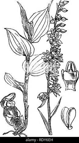 . Abbildungen der britischen Flora: Eine Reihe von holzstichen, mit Sezieren, britischer Pflanzen. Botanik; Botanik. 977. Liparis Loeselii. 97 i). Kpipactis latifolia.. Bitte beachten Sie, dass diese Bilder sind von der gescannten Seite Bilder, die digital für die Lesbarkeit verbessert haben mögen - Färbung und Aussehen dieser Abbildungen können nicht perfekt dem Original ähneln. extrahiert. Fitch, W. H. (Walter Haube), 1817-1892; Smith, Worthington George, 1835-1917; Bentham, George, 1800-1884. Handbuch der britischen Flora. London, L. Reeve &Amp; Co. Stockfoto