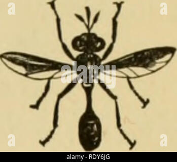. Ökonomische Entomologie für den Landwirt und der Obstbauer, und für die Verwendung als Text-Buch in der landwirtschaftlichen Schulen und Hochschulen;. Entomologie; Schädlinge. Das Insekt der Welt. 351. kleine Familie Conopidic, die überhaupt nicht schädlich ist, sondern vielmehr das Gegenteil. Professor Comstock nennt sie "mit dickem Kopf fliegt", und der Begriff ist nicht schlecht, weil der Kopf ist in der Regel sehr Promi- und breit oder breiter als der Körper. Der Brustkorb ist unusu-Ally kurz, und trägt eine lange Abdomen in der basalen Gelenke sehr schlank und das Terminal Gelenke Abb. 403. Vergrößerte, Glühbirne, viel ähneln in Äußeres, dass Stockfoto