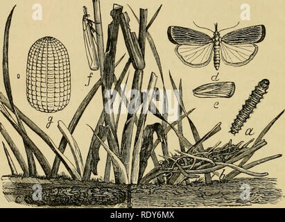 . Ökonomische Entomologie für den Landwirt und der Obstbauer, und für die Verwendung als Text-Buch in der landwirtschaftlichen Schulen und Hochschulen;. Entomologie; Schädlinge. 3 I 6 A A "wirtschaftliche Entomologie. Ein sehr neugieriger Art ist die Galleria melonella, oder "bee-Motte, "die Bienenstöcke infests und Feeds auf Wachs. Eine Brut dieser Raupen Manchmal dringen in einen Bienenstock und Bohrung in das Wachs aus der Sicht der Bienen, sie häufig demoralisiert, dass sie ihr Zuhause verlassen, scheinbar nicht in der Lage, eine Art des Umgangs mit dieser Art von Feind zu finden. In den letzten Arten von Nesselsucht gibt es wenig Gelegenheit für Th Stockfoto