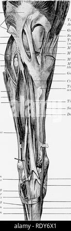 . Die Anatomie der Haustiere. Veterinär Anatomie. 680 Blut - GEFÄSSSYSTEM DES PFERDES In gut-injizierten Proben ist es ersichtlich, dass es einen feinen arteriellen (Rete tarsi dorsale) auf der Rückenseite des Hock, der durch die Zweige von der Patellasehne der Bizeps fenioris Seitliche Patellar Ligament Gastrocnemius gebildet wird, seitliche Kopf lateralen kondylus 0/Tibia Seitliche Bänder von femaro-tibial gemeinsame Gemeinsame peronaeus Nerv Oberflächliche peronaeus Nerv Lattral extensor Lange extensor Peroneus tertius Loop der seitliche Sehne des peroneus tertius Perforieren tarsal Arterie Baumstumpf extens Stockfoto