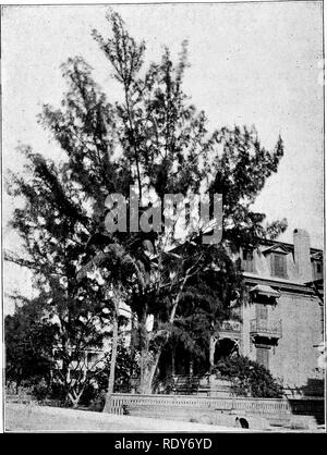 . Die Familien der Blütenpflanzen. Pflanzen; Phanerogamen. FXQ. 51,- Caiuarina equisetlfolta, kultiviert als Schatten Baum in Key West. durch Herrn G.N. Collins. Nach photograpli. Bitte beachten Sie, dass diese Bilder sind von der gescannten Seite Bilder, die digital für die Lesbarkeit verbessert haben mögen - Färbung und Aussehen dieser Abbildungen können nicht perfekt dem Original ähneln. extrahiert. Pollard, Charles Louis, 1872 -. Washington, D.C., die Pflanzenwelt Co Stockfoto