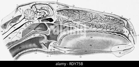 . Die Anatomie der Haustiere. Veterinär Anatomie. 648 Blut - VASCULAE SYSTEM DES PFERDES 3. Die Membrana Arterie ist ein sehr kleines Schiff, führt entlang der EUSTA-chian Rohr auf die petro-Membrana Spalte und in das Mittelohr. 4. Die mittleren Hirnhaut Arterie (A. meningea media) entsteht unter dem Buc-cinator Nerv, wo die internen maxillaris vorwärts dreht. Es geht rückwärts über die zeitliche Flügel des Sphenoid im antero-lateralen Teil (foramen spino-Summe) des Foramen lacerum. Eingabe der Schädeldecke, es teilt sich in Branchen, die natürlich in die Rillen der zeitlichen Stockfoto