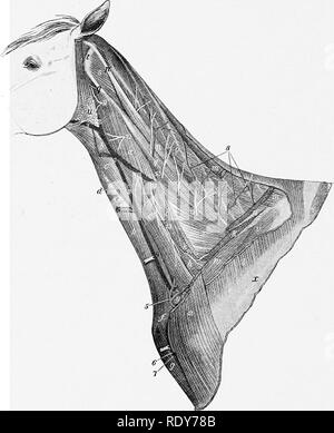 . Die Anatomie der Haustiere. Veterinär Anatomie. 636 Blut - VASCTJLAE SYSTEM DES PFERDES seitlich an der Vagus und wiederkehrenden Nerven. Es wird in der Regel zwei oder drei Zoll (Ca. 5-7 cm) in der Länge, aber es kann variiert zwischen einem und acht Zoll (Ca. 2,5 - 20 cm.). i Der rechten A. carotis communis (A. carotis communis Dextra) verläuft schräg von der ventralen Gesicht der Luftröhre zu seiner rechten Seite und setzt sich in dieser Position, sondern Steigungen auf der Rückenseite der Luftröhre in der Nähe seiner Beendigung. Es. Abb. 556.- Gefäße und Nerven am Hals oe Hohse. a, Brachiocephalicus; b, stenio - rephal Stockfoto