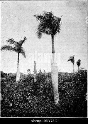 . Die Familien der Blütenpflanzen. Pflanzen; Phanerogamen. Abb. 31. - Royal Palm {Oreodoxa regia). Nach ft Foto gemacht liy Herr G, N. Collins im Rio Piedras, f orto Rico. Bitte beachten Sie, dass diese Bilder sind von der gescannten Seite Bilder, die digital für die Lesbarkeit verbessert haben mögen - Färbung und Aussehen dieser Abbildungen können nicht perfekt dem Original ähneln. extrahiert. Pollard, Charles Louis, 1872 -. Washington, D.C., die Pflanzenwelt Co Stockfoto