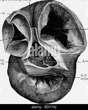 . Die Anatomie der Haustiere. Veterinär Anatomie. Struktur DES HERZENS 627 anterior, die andere mit der rechten und linken hinteren. Sie sind ähnlich wie die der Pul-Monary Ventil, sind aber viel stärker. Der freie Rand jedes enthält ein zentrales Knötchen von fibrösem Gewebe (Knötchen valvulae Semilunaris). "^Der Chordae tendineae weniger sind aber größer als die des rechten Ventrikels. Es gibt zwei grosse musculi papillares, einer auf jeder Seite; sie sind in der Regel com-lbs. Der Moderator Bands sind variabel. Häufig zwei größere (Oft verzweigt) reichen von der musculi papillares Stockfoto