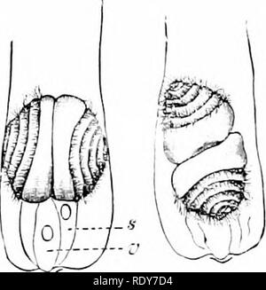 . Botanik der lebenden Pflanze. Botanik. CONIFERAE; die gemeine Kiefer 315 I bedeutet eine Pollen-tube und nicht-Motilen gamete, sind die gleichen in der coniferae wie in Angiospermen, aber in bestimmten sehr primitiven Gymnosperms, nämlich in der palmfarne und Ginkgo, die gameten sind selbst niolile (Abb. 257), und der extra-ordentliche Größe. Sie sind befreit von der Pollen-Tube, und haben die Freizügigkeit vor der Düngung, bv zahlreiche Flimmerhärchen, in der Flüssigkeit, die sich in einer Kammer oberhalb der archegonia. So machen Sie Ihren eigenen Weg zu den archegonial Hals. Dies ist eine besonders bedeutsame Tatsache für den Vergleich mit dem Stockfoto