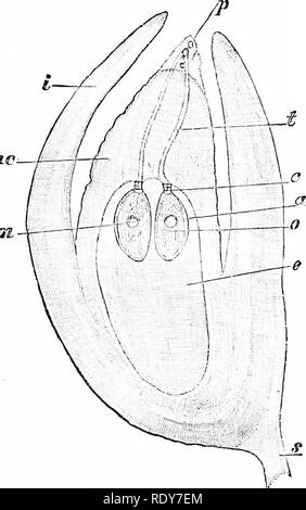 . Botanik der lebenden Pflanze. Botanik. CONIFERAE: Der schottische Kiefer 311 Diese stammt aus einem oberflächlichen Zelle Der prothallus und besteht aus einem großen Kernhaltigen ovum, mit einem kleinen, linsenförmigen venLral - Kanal - Zelle oben liegend, die von der Eizelle kurz vor der Befruchtung geschnitten wird. Für diese ist eine Gruppe von Zellen zwei oder mehr Stufen in die Tiefe und bildet den Kanal des Halses (Abb. 254, A). Die Eizelle von Pinus, wie nicht selten ist der Fall in Gymnosperms, ist groß np.. Ta. 253. Medianen Längsschnitts einer Eizelle von picca cxccUa zum Zeitpunkt der Befruchtung, ich? = embryo-sac ausgefüllt w Stockfoto