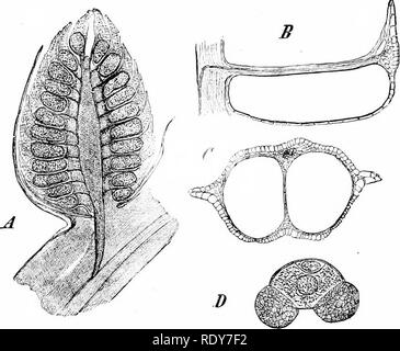 . Botanik der lebenden Pflanze. Botanik. CONIFERAE: Der schottische Kiefer 309 und trägt distal zahlreiche sporophylls oder staubgefäßen, jedes mit zwei Pollen - sacs auf der Unter seite (Abb. 251, B.C). Die Pollen - Körner arc Besonderes in Lager rechts und links an der Kornpfanne selbst Luft - mit sacs (Flügel), die bei geringem spezifischen Gewicht um das ganze Korn geben, und so den Transfer von der Brise (Abb. 251, Z3). Zu der Zeit, wenn es vergossen wird, das Korn der Pinns enthält neben der verkümmerten bleibt. Ich-" lG. : 35 Ich. Piiiiis Montana. lonL^ itudinal Abschnitt eines reifen männlichen Blüte (x Lo). B, longitu-dinal Stockfoto