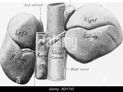 . Die Anatomie der Haustiere. Veterinär Anatomie. 556 Der HARNORGANE DES PFERDES oder drei lumbalen transversale Prozesse. Der dorsalen Fläche konvex ist, und wird nach links Crus des Zwerchfells, die Fascia iliaca und befreiten Psoasmuskulatur, und der Dorsalen Ende der Rechten nebenniere Linke Nebenniere. Harnleiter Abb. Links. 496.- Nieren antj Nebennieren von Pferd; Dorsale^' Iew. In-situ-gehärtet. Eindruck des siebzehnten Rippe auf der rechten Niere von kleinen Kreuz angezeigt. Die linke Niere war ein wenig weiter vorn in diesem Thema als üblich ist. Ureteren Renal vein. Bitte beachten Sie, dass diese Bilder extrahiert werden fr Stockfoto