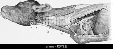 . Die Anatomie der Haustiere. Veterinär Anatomie. Die atmungsorgane. OP DAS SCHWEIN DER NASENHÖHLE 545 mit der Brust - Wand- und apikalen Lappens der linken Lunge so weit zurück wie die dritte Rippe. Sein Gesicht ist weitgehend auf die großen Gefäße vor dem Herzen geformt. Die zervikalen Teil bildet den Hauptteil der Drüse; sie besteht aus der rechten und linken Lappen, die entlang der Luft- und der Speiseröhre, aus der Brust- Einlass in die Schilddrüse erweitern. Die beiden Lappen sind groß an der Wurzel der Hals, wo Sie in apposition. FiQ. 485.- Thymus der Jungen Kalb. a, Thymus (zervikalen Teil); 6, der Luftröhre; c, Stockfoto