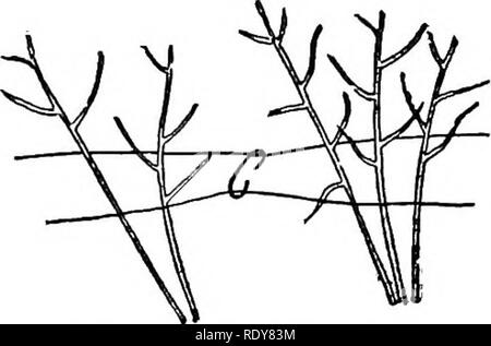 . Die Gartenbau zahlen; Erfahrungen im Garten- und Obstbau. Im Garten arbeiten. Kleine FRÜCHTE IO5 sogar diejenigen, die einmal benutzt wurden. Wenn der Saft gemacht ist, wie ich schon angedeutet haben, und frischen Beläge werden jedes Jahr benutzt, gibt es wenig Verlust von fer werden. Wenn der Traubensaft verwendet wird, es verdünnt ist der Geschmack." Die Himbeere Es gibt vier Klassen von amerikanischen Himbeeren. Zwei von diesen, die weißen und die roten, derselben Spezies angehören. Die dritte ist die Schwarze Himbeere oder Mönchsgrasmücke, die eine Klasse für sich. Die vierte Klasse ist ein Hybrid - die rote und die schwarze. T Stockfoto