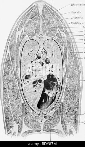 . Die Anatomie der Haustiere. Veterinär Anatomie. 528 EESPIKATOEY SYSTEM DES PFERDES Trapezius. Rhombuiileus Spinalis Miiltifiiliis CaiiihiQc des Schulterblatts - Longissimus dorsi Scrratus dorsalis Lci'alor Casta; cl intercost. Ext. Longissimus cosiarum Iidercostaliis Serratus ventroMs L'ltissinius dorsi Culiineus Trizeps (c) lorigum Pecloralis pfroj. {S. humeralis) Tensor fasziale antibrachii Pecloralis Transversa) Superficialis (s. Abb. 470.- Abschnitt der Thorax op Pferd. Der Abschnitt ist in schräger Richtung entsprechende mit der Wirbelsäule der Scapula. Es schneidet den Körper des 7. Stockfoto