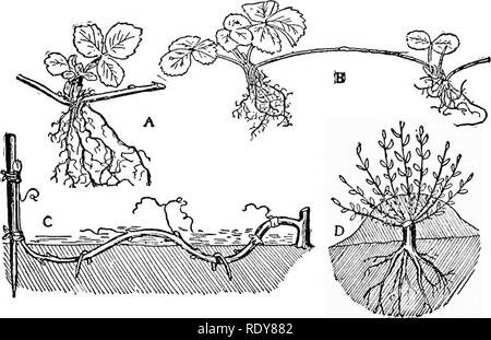 . Die Gartenbau zahlen; Erfahrungen im Garten- und Obstbau. Im Garten arbeiten. Kapitel VI Obstplantagen und Ihrer Sorge um Ihre Pflanzen mit Grund, aber darauf bestehen, ihren Gehorsam. Â âOrange Judd Landwirt. Vermehrung mehrere Methoden der Vermehrung sind so einfach, dass jeder Amateur zu üben können. Wahrscheinlich der einfachste von allen ist. In diesem Fall ist eine neue Anlage ist ohne Severing einen Stamm von der Mutterpflanze beschafft. Die einfachsten Formen dieser Methode sind mit der Erdbeere, die schickt Läufer, die nur mit Stein- oder clod verankert werden, um root zu nehmen und mit der Bla Stockfoto