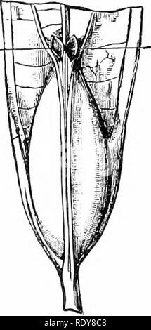 . Pflanzen, mit besonderer Bezugnahme auf Form und Funktion betrachtet. Pflanzenphysiologie. 35°werk LEBEN. Von spezielle Teile der Fläche, die regelmäßig von tlie Ameisen gegessen werden und wieder wachsen, so dass eine konstante Versorgung ist an liand; (f) Wohnungen verschiedener Art. Bestimmte jjlants haben die Stengel hohl, mit speziellen modificaLion der Struktur an manchen Stellen, so dass ein Zugang zu diesen Höhlen kann leicht (Bild gemacht werden. 393). In anderen,] iortions Der internodien sind wesentlich vergrößert und hohl; manchmal nur die Internodien in der Region die Blütenstände sind somit Stockfoto