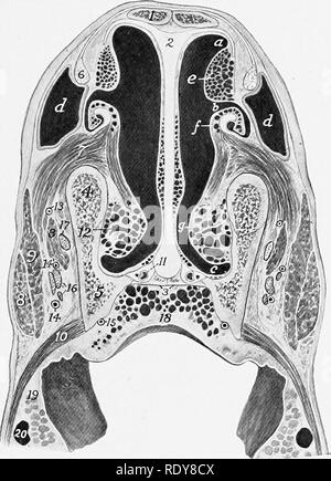 . Die Anatomie der Haustiere. Veterinär Anatomie. Abb. 451.- Besetzung von linken Nasenloch, nasale Divertikel, und nasale Vestibül von Pferd; Dorsalansicht. Ein^, Nasenloch; D, divertikel; 1, super-ior Commissure von nasenloch; 2, inf com-missure; 3, Platz belegt mit alar Falten; 4, Groove besetzt durch dorsale turbinate Falten; 5, dorsalen Urinarius. etwas wie ein Kom-ma geformt, die konvexe Marge, medial (Abb. 453). Die cartil-Alter werden von fibrösem Gewebe an den Bild beigefügt. 452.-Choss-Abschnitt der nasalen Region oder Pferd. Die Sektion wird sich über zwei Zoll (5 cm) hinter dem nostri Stockfoto