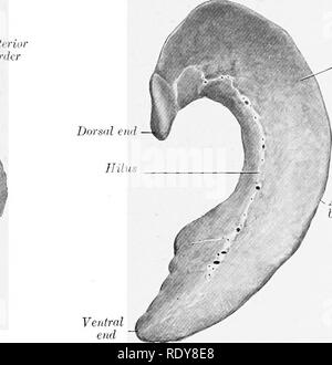 . Die Anatomie der Haustiere. Veterinär Anatomie. Posteriore Grenze. h. ^^Magenfläche anterioren Grenze [Ventral ventral Ende Abb. 447.- Milz von Hund; parietalen Abb. 448.- Milz von Hund; Viscehai, Oberfläche. SUKFACE. Abb. 447 wird von Themen, in denen der Magen voll war, v Während die Orgel in der Abb. gezeigt. 448 wurde in situ fixiert, wenn der Magen etwas Nahrung enthalten. Die seitliche sind gut entwickelt, aber die linke seitliche und falciform sind klein; ein Band reicht von "spigelschen Prozess auf der rechten Niere. Die bauchspeicheldrüse Die Bauchspeicheldrüse ist V-förmig, bestehend aus zwei langen schmalen Zweige, wh Stockfoto