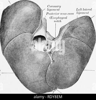 . Die Anatomie der Haustiere. Veterinär Anatomie. Abb. 444.- die Leber des Hundes. Weiche Muster skizziert mit Lappen auseinander gezogen. Rechts seitenlappens Koronare ligament Links laterale Vena cava Posterior Ligament (speiseröhrenkrebs Kerbe Bight zentrale lobe. Links seitenlappens Links zentrale lobe Gallenblase Quadratische lobe Abb. 445.- die Leber des Hundes; parietalen Oberfläche. 1; Hepatische Venen Öffnung in Vena cava posterior; 2, koronare Ligament; 3, falciform Ligament.. Bitte beachten Sie, dass diese Bilder aus gescannten Seite Bilder, die digital für die Lesbarkeit verbessert haben mögen - Färbung und Erscheinungsbild extrahiert werden Stockfoto