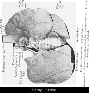 . Die Anatomie der Haustiere. Veterinär Anatomie. Die Leber 489. Bitte beachten Sie, dass diese Bilder sind von der gescannten Seite Bilder, die digital für die Lesbarkeit verbessert haben mögen - Färbung und Aussehen dieser Abbildungen können nicht perfekt dem Original ähneln. extrahiert. Sisson, Septimus, 1865-1924. Philadelphia; London: W. B. Saunders Company Stockfoto