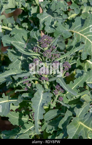 Frühe purple sprouting Brokkoli in einem Gemüsegarten. Großbritannien Stockfoto