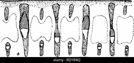 . Botanik der lebenden Pflanze. Botanik. Der mechanische Aufbau der Anlage - KÖRPER 155 Zu Form starke Rippen. Letztere clanger wird durch gewölbte Äderung, die oft unterstützt wird durch marginale Ablagerungen von sclerenchyma Met. Die ganze Klinge wird gemeinsam von der oberen und unteren Schichten der Epidermis, A. Bitte beachten Sie, dass diese Bilder sind von der gescannten Seite Bilder, die digital für die Lesbarkeit verbessert haben mögen - Färbung und Aussehen dieser Abbildungen können nicht perfekt dem Original ähneln. extrahiert. Bower, F. O. (Frederick Orpen), 1855-1948. London, Macmillan und Co., Limited Stockfoto