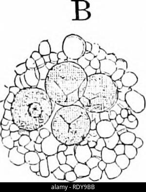 . Pflanzen, mit besonderer Bezugnahme auf Form und Funktion betrachtet. Pflanzenphysiologie. VEGETATIVE KEPKOD OG. 235 Pollen und die mcgaspores werden als Embryo-Beutel: "^Der mi-crosporangia und Megas [) orangia, auch, sind immer unterschiedlich in Form und Struktur, und die Blätter, auf denen Sie visuell zu tragen sind, sind auch zwei verschiedene Formen. Es ist auf keinen Fall sjjoro- phylls durchführen nutritive arbeiten; sie sind immer spezialisiert. Die Blätter, die slavicns microsporangia Bär genannt werden, und die Blätter, die den megasporangia produzieren aufgerufen werden. Bitte beachten Sie, dass diese Bilder aus Scan extrahiert werden Stockfoto