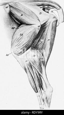 . Die Anatomie der Haustiere. Veterinär Anatomie. Seitliche Muskeln der Hüfte und Oberschenkel 355 n. Seitliche Muskeln der Hüfte und Oberschenkel (Abbn. 303, 309) Die Tensor fasciae Latae ist groß, und die fleischigen Teil erstreckt sich weiter nach unten, als an das Pferd. Den gluteus superficialis ist nicht vorhanden, als solche; anscheinend seine vorderen Teil hat fusioniert mit dem Tensor fasciae latae und deren hinterer Teil mit der biceps Femoris. Den gluteus medius ist klein, die Lendenwirbelsäule ist unbedeutend und eigenprojekt nur bis zum vierten Lendenwirbel. Seine tiefen Teil (gluteus ac-cessorius) ist leicht Sepa Stockfoto