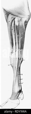 . Die Anatomie der Haustiere. Veterinär Anatomie. 352 DIE MUSKELN DES OCHSEN der medialen Kopf des Trizeps stärker entwickelt ist als in der Pferd und ex-neigt, bis an den Hals des Humerus. Der Tensor fasciae antibrachii ist ein slendc^i - Muskel, der entlang der hinteren Grenze des Triceps liegt und nicht mit dem Latissimus dorsi verbunden.. Abb. 305. âMvscles von Axtibra - CHIUM und ManUS von Ochsen; seitliche Ansicht. a. Extensor carpi radialis; 6, extensor seiner antireflektiven Motivteilen; c, extensor Digitalis communis; d, extensor dioiti Quarti; e, Ulnaris lateralis;/, extensor Carpi obliquus;/', ul-nar Hea Stockfoto