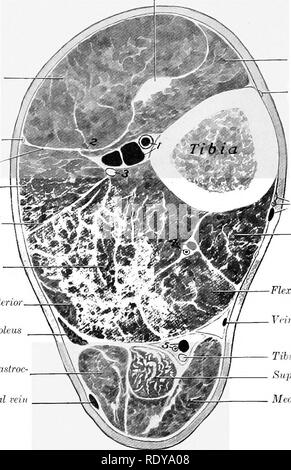 . Die Anatomie der Haustiere. Veterinär Anatomie. 340 Bindegewebe und Muskeln DES PFERDES im mittleren Drittel des posterioren Oberfläche und dem oberen Teil der seitlichen Rand der Tibia, die posteriore Grenze der Fibel und der interosseous Ligament. Einfügen - Der taschenklappen Crest und der angrenzenden Fläche der Knorpel der dritten Phalanx. Aktion - Flex die Ziffer und das Sprunggelenk zu verlängern. Struktur.-{) Die mediale Kopf ist bezeichnet die Lange digitale flexor (M. flexor Longus digitahs s. flexor Accessorius); es ist leicht isoliert (Abbn. 298, 584). Es hat eine Fusiform Bauch, die cr Stockfoto