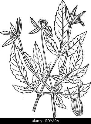 . Ein Handbuch der giftigen Pflanzen, vor allem des östlichen Nordamerika, mit kurzen Anmerkungen zu Wirtschafts- und Heilpflanzen, und zahlreichen Abbildungen. Giftige Pflanzen. 780 HANDBUCH DER GIFTIGEN PFLANZEN Über 70 Arten von weite Verbreitung. Bidens discoidea (T. &Amp; G.) Britton. Kleine Veilchen eine diffus verzweigte Jährliche von 1-2 Fuß hoch; Blätter petioled, ternateljr 'Divided, Faltblätter Eiförmig-Lanzettlich, Spitz- und gesägt, Strahlen wollen; disk Blumen gelb; achenes schmal keilförmig, mit ein paar kurzen und Stout - aufwärts oder abwärts Stacheldraht Grannen. Verteilung. Gemeinsame auf nassen Banken througho Stockfoto