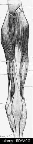 . Die Anatomie der Haustiere. Veterinär Anatomie. 338 Bindegewebe und Muskeln DES PFERDES Blut - liefern. - Nerven - Versorgung - - Anteriore tibiale Arterie. - Peronaeus Nerv. B. Plantar Gruppe 1. Gastrocnemius (Abbn. 268, 292, 296). - Dieser Muskel erstreckt sich von der distalen Drittel des Oberschenkels bis zum Sprunggelenk. Die Welle des femu; Medial licad der Gastrocnemius Fasziale band Seitliche Leiter der Gastrocnemius Lange digitale flexor Tibialis poste - Rior Es entsteht, indem zwei Köpfe. Herkunft. - (1) Seitliche Kopf, von der seitlichen supracondy-loid Crest (Marge von der supra-condyloid Fossa); (2) mediale Kopf, von den medial s Stockfoto