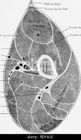 . Die Anatomie der Haustiere. Veterinär Anatomie. Vordere MUSKELN OP der Hüfte 331 Einfügen. (1) der seitlichen Teil der vorderen Oberfläche der Patella; (2) die Sehne des rectus femoris. Aktion - zu erweitern, das Kniegelenk. Struktur - die Fasern gerichtet sind unten und vorn, viele in-serted in die tendinous Blatt, deckt die Seite des rectus. Ein Bursa ist in der Regel zwischen dem distalen Ende und der patella. Beziehungen.-seitlich, die Fascia lata und Haut, Tensor fasciae latae, oberflächliche Falten von Flanke fascicc latce M. vastus medialis Sartorius Saphenous Tensor Stockfoto