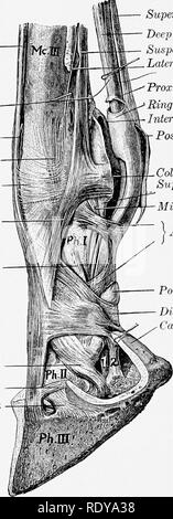 . Die Anatomie der Haustiere. Veterinär Anatomie. 316 FASCIAE UND MUSKELN DES PFERDES des zweiten Phalanx, und bildet eine Klemme Lüfter - wie Expansion. Am PuHeys der Ziffer die Sehne Knorpel enthält und verdickt. Von der distalen Viertel der Mittelhand zum distalen Ende des zweiten Phalanx ist UMRINGTEN M Dig-ital synovial Ummantelung in Zusammenhang mit der oberflächlichen flexor beschrieben. Der Bursa podotrochlearis oder strahlbein Bursa ist zwischen der Sehne und dem distalen sesa - waqass oder kahnbein gefunden. Das terminal Teil der Sehne ist in der distalen Ziffer gebunden Stockfoto