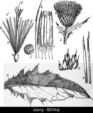 . Ein Handbuch der giftigen Pflanzen, vor allem des östlichen Nordamerika, mit kurzen Anmerkungen zu Wirtschafts- und Heilpflanzen, und zahlreichen Abbildungen. Giftige Pflanzen. 754 Handbuch der giftigen Pflanzen. Abb. 435 ein. Zur Veranschaulichung von Struktur der Compositae. Thistle (, Cirsium altissimum). 1, Leiter; 2, Blatt 3, Äußere Deckblätter von Kopf; 4, inneren Deckblätter; 5, einzelne Blume; a, achene; b, pappus; c, tubu-lar Corolla mit 5 Nocken, d Antheren; e, Stil. 6, Stil erweiterten mit zwei Narben und Pollenkörner auf Stil; 7, syngenesious Antheren Schnitt längs Pollenkörner zu zeigen und angebundene Appen-dages; 8, einzelne Pollen gr Stockfoto
