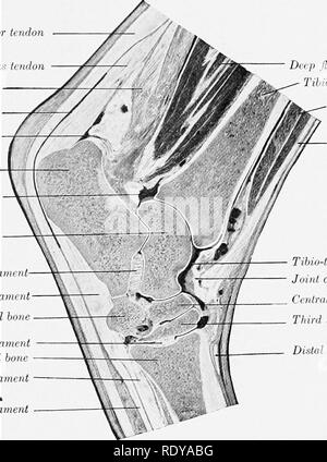 . Die Anatomie der Haustiere. Veterinär Anatomie. Das SPRUNGGELENK 243 auf der Schienbeinkopf durch plantare und interosseous (astragalo - karpalknochen) Bänder, und der fibular tarsal durch einen kurzen obhque (calcaneo-karpalknochen) Band befestigt. Die vierte ist die fibular tarsal durch interosseous und plantar (calcaneo-Quader) hgaments befestigt. Die (abgesichert) erste und zweite tarsals sind mit dem fibular tarsal durch eine plantare (calcaneo-cunean) Ligament verbunden. (4) Der distalen Fußwurzelknochen sind mit dem mittelfuss durch tarso - mittelfußknochen Ugaments, die nicht von der gemeinsamen Bänder unterschiedliche angeschlossen sind, außer in Stockfoto