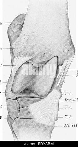 . Die Anatomie der Haustiere. Veterinär Anatomie. 242 die Gelenke des Pferdes vor dem distalen tuberosity auf der medialen Seite des Nervus tibialis Fußwurzelknochen, und breitet sich aus, die auf dem zentral- und Dritten Fußwurzelknochen und der proximalen Ende der Großen und Kleinen äußeren Mittelfußknochen, auf die/den er angeschlossen ist. Spezielle Bänder. - eine erhebliche Anzahl von kurzen Bands, die angrenzenden Knochen des Tarsus und Metatarsus verbinden, sind von verschiedenen Autoren beschrieben; einige von diesen sind ganz unterschiedliche; andere sind schwer zu isolieren. Die meisten von ihnen sind nicht von ausreichender Bedeutung zu Ju Stockfoto