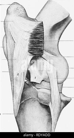 . Die Anatomie der Haustiere. Veterinär Anatomie. 236 DIE GELENKE DES PFERDES Die seitlichen Meniskus nicht die seitlichen und hinteren Teil des Nervus tibialis con Abdeckung - dyle, über die die Sehne des Ursprungs der popliteus Muskel spielt. Die peripheren Grenze ist dick und konvex, das Zentrale sehr dünn und konkav. Die faserige Enden oder Bänder sind zum schienbein vor und hinter dem Rücken befestigt. Die seitlichen Meniskus hat eine dritte Anlage mittels eines schrägen Band (Ligamentum femorale menisci lateralis), die von der hinteren Ende geht auf den hinteren Teil des i Stockfoto