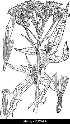 . Abbildungen der britischen Flora: Eine Reihe von holzstichen, mit Sezieren, britischer Pflanzen. Botanik; Botanik. 588. Sonchus arvensis.. 589. Sonchus palustris.. Bitte beachten Sie, dass diese Bilder sind von der gescannten Seite Bilder, die digital für die Lesbarkeit verbessert haben mögen - Färbung und Aussehen dieser Abbildungen können nicht perfekt dem Original ähneln. extrahiert. Fitch, W. H. (Walter Haube), 1817-1892; Smith, Worthington George, 1835-1917; Bentham, George, 1800-1884. Handbuch der britischen Flora. London, L. Reeve &Amp; Co. Stockfoto