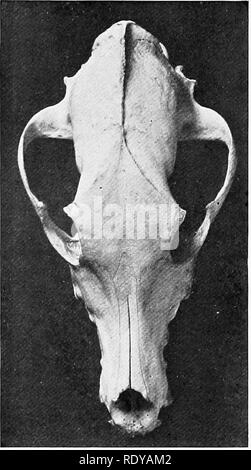 . Die Anatomie der Haustiere. Veterinär Anatomie. 196 SKELETT DES HUNDES gekennzeichnete Vertiefung an der fronto-nasal, Kreuzung, produzieren, was durch einen Ventilator bezeichnet wird - ciers Die "stop" des Gesichts. An der Mantelfläche der große Umfang der zeitlichen Fossa wird gesehen. Die Orbit frei kommuniziert mit der Fossa, den hinteren Teil des orbital Marge, die in der trockenen Schädel nicht vorhanden. Die Achse des Orbital cavity bildet einen viel kleineren Winkel mit der medianebene als in der Pferd und Rind. Eine ausgeprägte Crest markiert die Grenze zwischen den Orbitalen Hohlraum und die umfangreiche pterygo - Pfälzer fossa Stockfoto