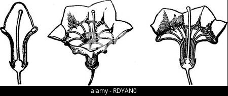 . Ein Handbuch der giftigen Pflanzen, vor allem des östlichen Nordamerika, mit kurzen Anmerkungen zu Wirtschafts- und Heilpflanzen, und zahlreichen Abbildungen. Giftige Pflanzen. Abb. 380. Mountain Laurel iKalmia latifolia). Ein, blühende Spray, 1/3 natürliche Größe; ver- Abschnitt der Blume zeigen eigentümliche Beschlagnahmen von staubblättern, natürliche Größe, c, Fruchtkörper cap-sules, natürliche Größe. Sehr giftig. (Ches - Mutter, US Dept. Agr.). Abb. 381. Berg lyaurel {KcUmia latifolia). 1, Abschnitt der Blütenknospe, die Antheren in den Taschen der Corolla eingereicht; 2, erweiterte Blume, die Antheren in Taschen; 3, s Stockfoto
