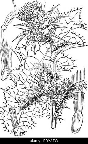 . Abbildungen der britischen Flora: Eine Reihe von holzstichen, mit Sezieren, britischer Pflanzen. Botanik; Botanik. 554. Saussurea Alpina. 555. Oardttus marianus.. Bitte beachten Sie, dass diese Bilder sind von der gescannten Seite Bilder, die digital für die Lesbarkeit verbessert haben mögen - Färbung und Aussehen dieser Abbildungen können nicht perfekt dem Original ähneln. extrahiert. Fitch, W. H. (Walter Haube), 1817-1892; Smith, Worthington George, 1835-1917; Bentham, George, 1800-1884. Handbuch der britischen Flora. London, L. Reeve &Amp; Co. Stockfoto