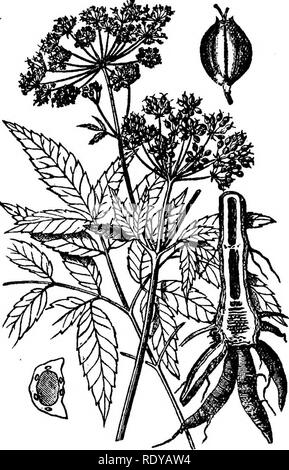 . Ein Handbuch der giftigen Pflanzen, vor allem des östlichen Nordamerika, mit kurzen Anmerkungen zu Wirtschafts- und Heilpflanzen, und zahlreichen Abbildungen. Giftige Pflanzen. 652 HANDBUCH DER GIFTIGEN PFLANZEN Obst oval oder länglich mit solitären auffällige Öl Rohre; corky Rippen, die seitlichen, stark; Marsh Kräuter. Acht Arten, der nördlich gemäßigten Regionen. Die Europäische C. virosa ist tödlich giftig. Hunderte Menschen wurden in Europa vergiftet worden. Es wirkt ähnlich wie unsere einheimischen cowbane, die Symptome gewalttätig Gastroenteritis, Schwindel, Zittern, die auf eine Tollwut, Niederwerfungen, Par-alysis und Stockfoto