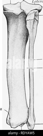 . Die Anatomie der Haustiere. Veterinär Anatomie. Medialen condylus Medialen condylus Wirbelsäule von Tibia lateralen kondylus Leiter der Fibel Kamm der Tibia Malleolus medialis. Die Welle der Fibel Interosseous Raum lateralen malleolus Abb. 195.- rechten Schienbein und Wadenbein der Schweine; Ante - EioE Anzeigen. Pfeil zeigt an, dass der muskulöse Kerbe in der proximalen Ende des Schienbeins. Das distale Ende des Schienbeins Abb. 196.- rechten Schienbein und Wadenbein der Schweine; Pos-terior Anzeigen. a, Nut auf Malleolus medialis für Sehnen der flexor Dig-italis Longus. Drittel der anterioren Fläche. Der posterioren Oberfläche ist breit, und wird seitlich von einem Bergrücken, der sich verlängert, w begrenzt Stockfoto