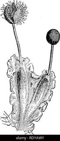 . Pflanzen, mit besonderer Bezugnahme auf Form und Funktion betrachtet. Pflanzenphysiologie. 54 FLA ein 'J' leben. Bitte beachten Sie, dass diese Bilder sind von der gescannten Seite Bilder, die digital für die Lesbarkeit verbessert haben mögen - Färbung und Aussehen dieser Abbildungen können nicht perfekt dem Original ähneln. extrahiert. Barnes, Charles Reid, 1858-1910. New York, H. Holt &Amp; Company Stockfoto