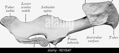 . Die Anatomie der Haustiere. Veterinär Anatomie. Knolle coxtje Ilium {Welle) Acetabulum Sitzbein Abb. 191.- links Os Cox. e der Schweine; L.^ ter.^l Anzeigen. Knolle sacrale Kamm von ilium Tuber ischii. Obturator IHo-pectineal foramen Eminenz Pubis (acetab-ular Branch) Abb. 192.- links Os Cox. b der Schweine; Medial, KNOCHEN DER BECKEN- glied der OS Coxa ist lang und schmal. Die ilium und Gesäßknochen sind fast im Einklang mit jeder anderen und Fast sagittale in Richtung. Die Flügel des Ilium beugt sich - Bezirk viel weniger als in der Pferd oder Ochse. Injektionen in den Gesäßbereich Fläche ist in zwei fossae unterteilt. Bitte beachten Sie, tha Stockfoto