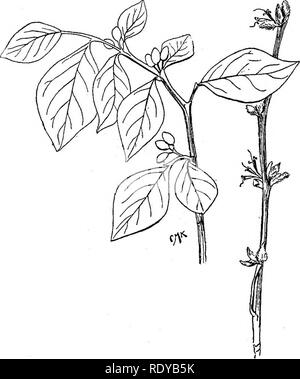 . Ein Handbuch der giftigen Pflanzen, vor allem des östlichen Nordamerika, mit kurzen Anmerkungen zu Wirtschafts- und Heilpflanzen, und zahlreichen Abbildungen. Giftige Pflanzen. 644 Handbuch der giftigen Pflanzen Arten. Ein paar der Pflanzen sind Arzneimittel. Die große Weidenröschen {Bpilohium angustifolium) wird gelegentlich in der Medizin verwendet. Die Haare der Samen von einigen Arten sind in den Arctics als lampendochte verwendet. Viele Arten der Familie - ist für dekorative Zwecke verwendet, besonders einige der westlichen Arten der Gattung, Oenothera, der clarkia elegans auf die Gärten und das Gewächshaus Fuchsia. Die Gattung Oen Stockfoto